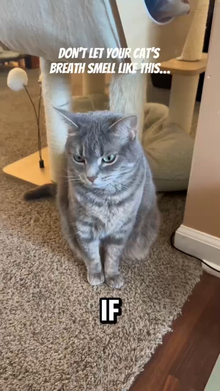 Meow Mouth Collab