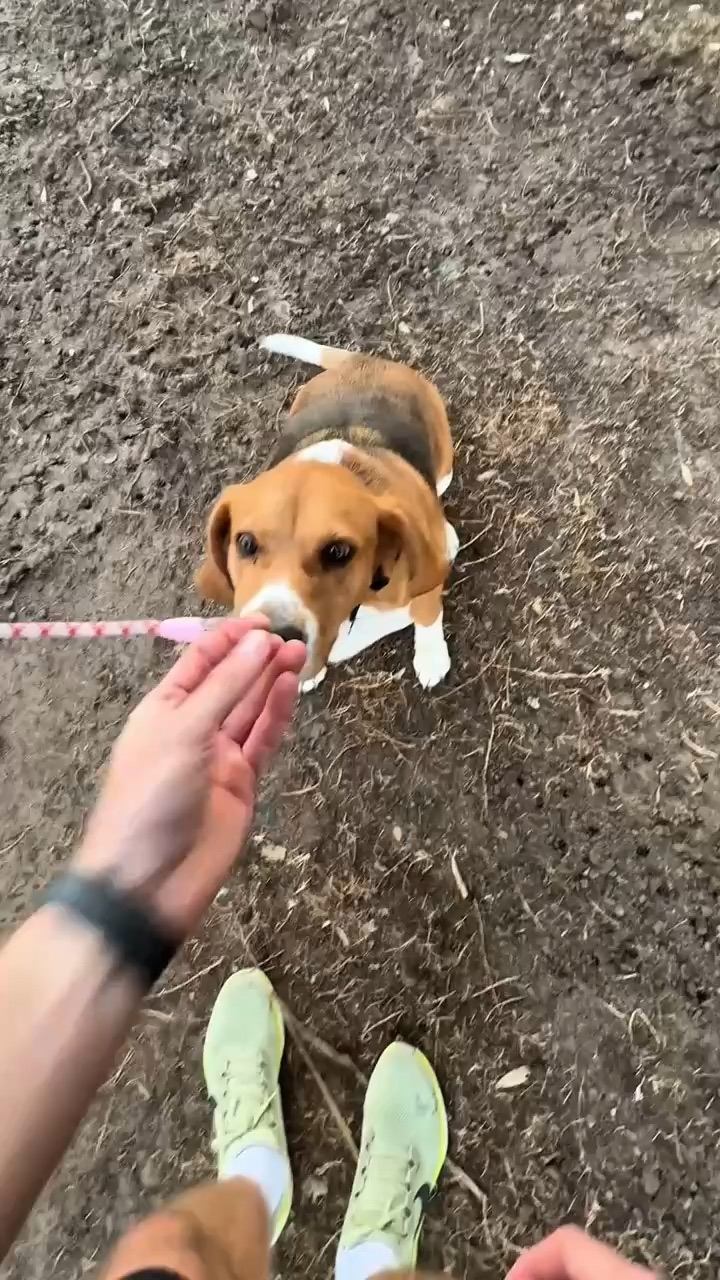 Fetch Insurance