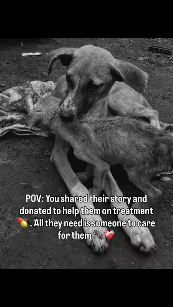 Save Lives, One Dog at a Time 🐾