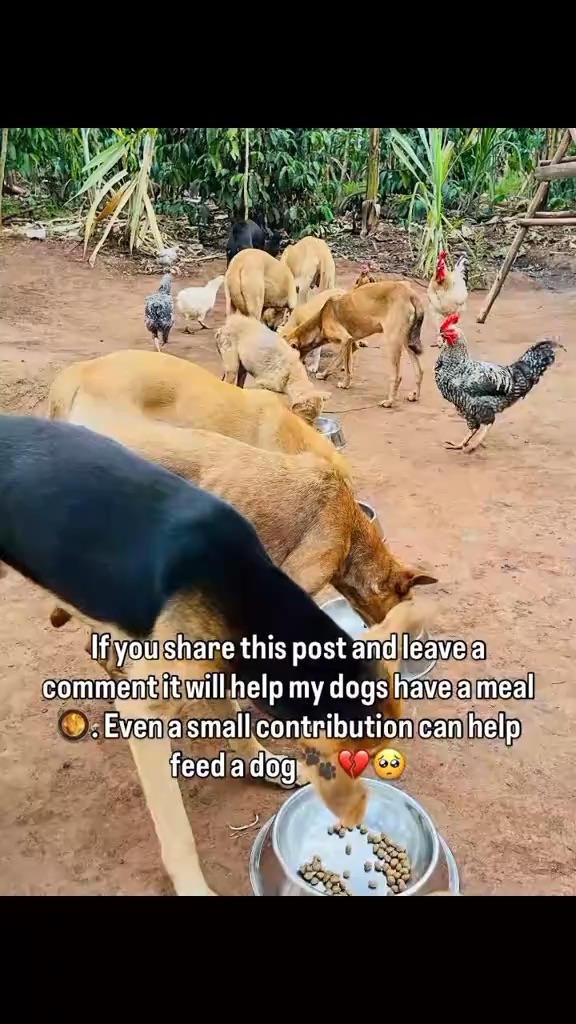 Every Paw Deserves Love: Giving Hope to Dogs in Need” 🐾❤