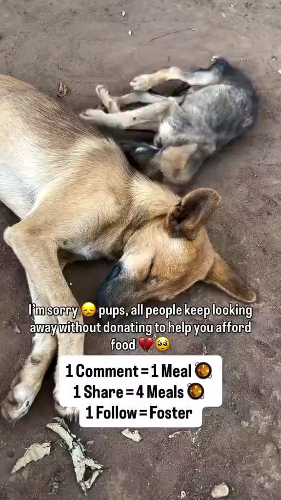 Every Paw Deserves Love: Helping Dogs in Need