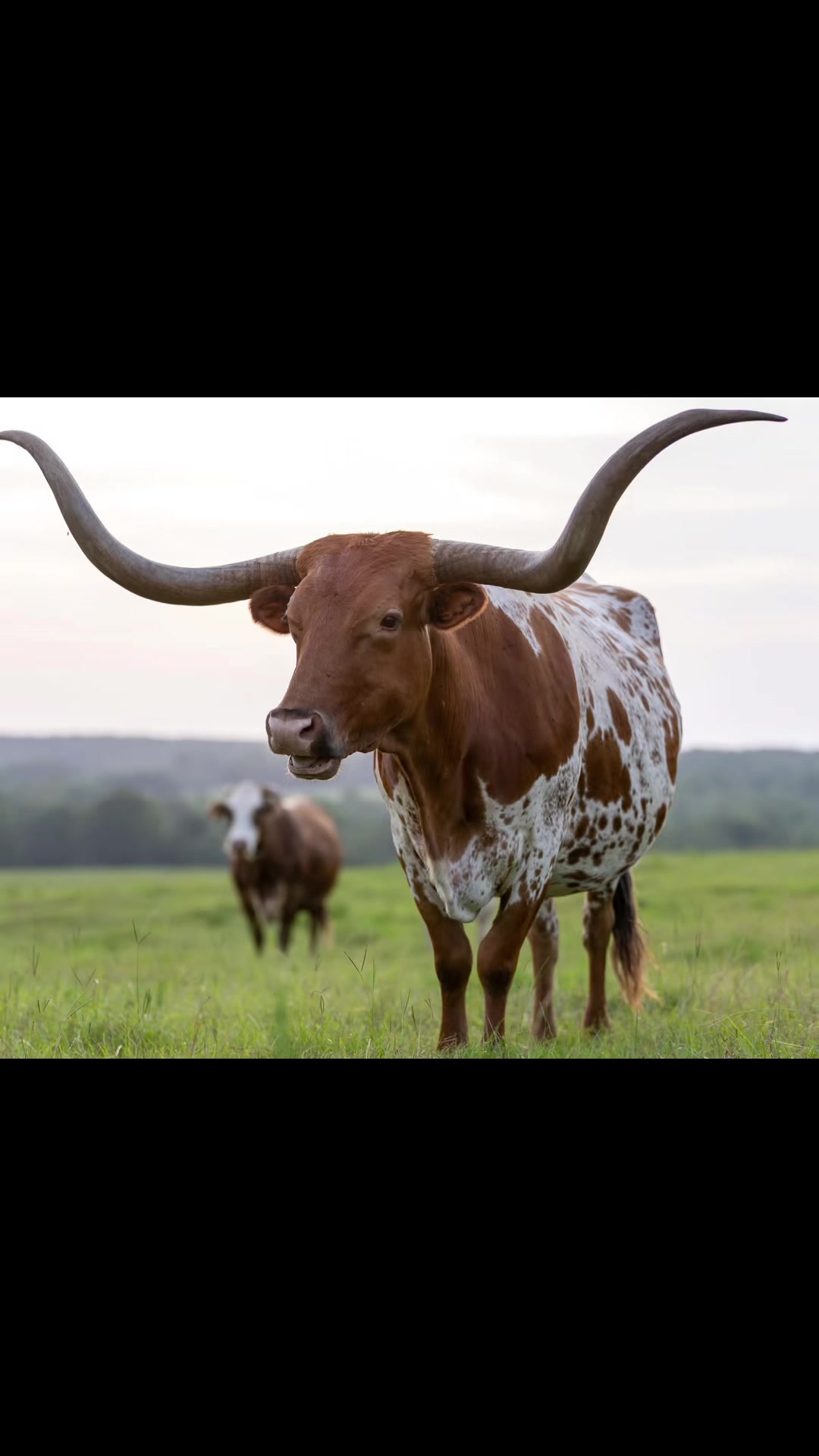 Some evenings don’t need an agenda. Just a camera, a few dirt roads, the boys, the cows, and another reminder that ho...