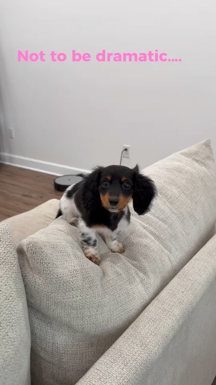 Pet/Lifestyle Unboxing