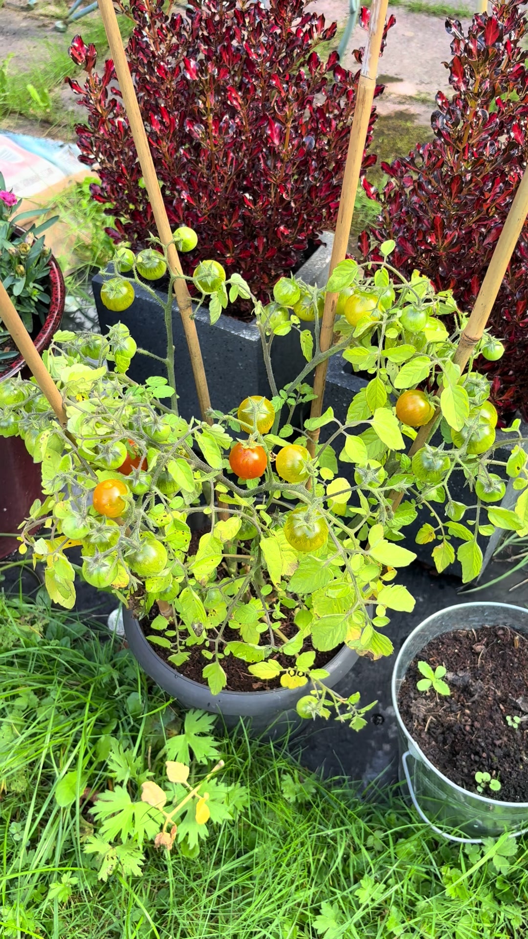 #gardening #growingtomatoes #harvest #wellbeing