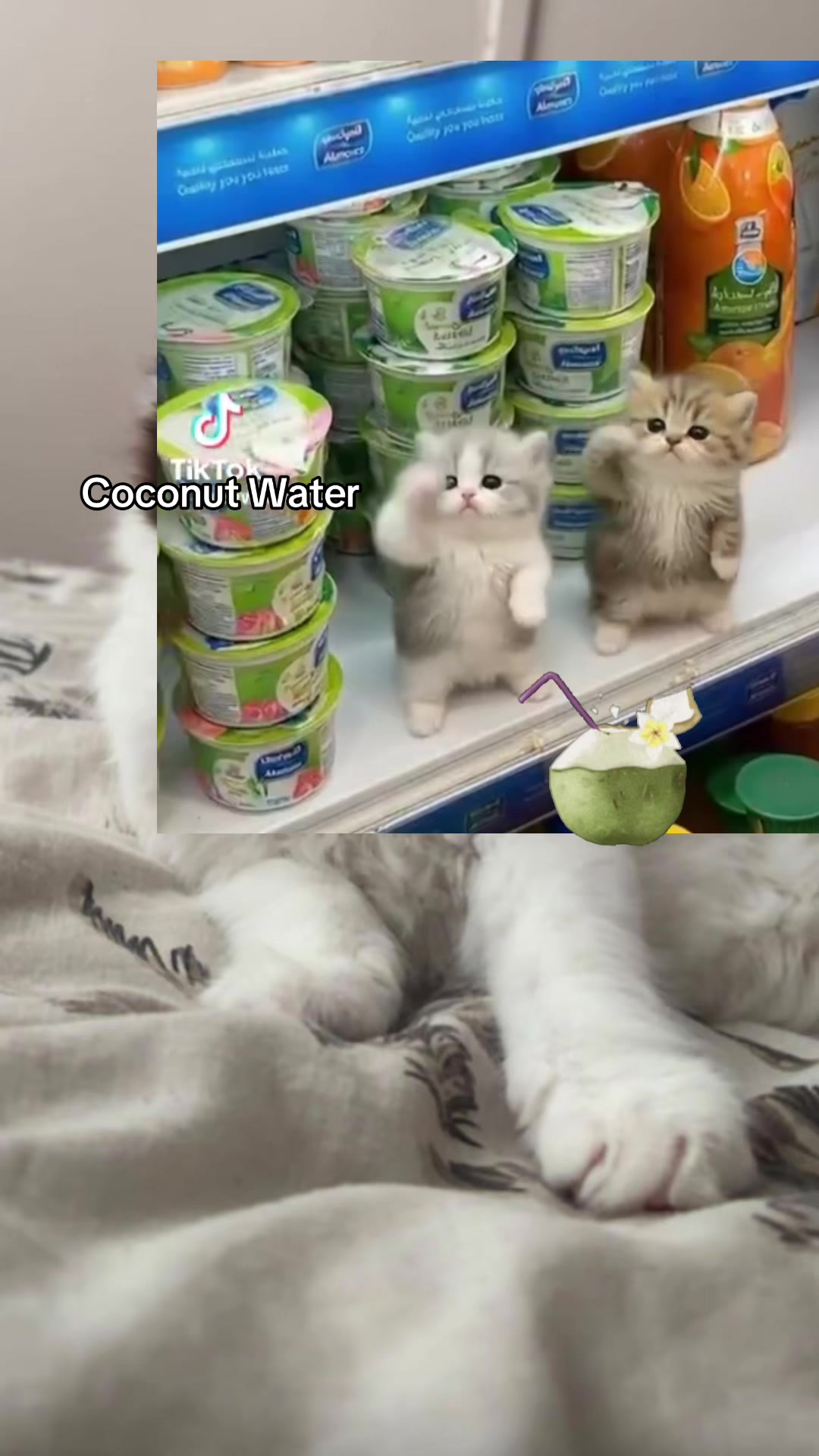 #coconut #coconutwater #cutecats