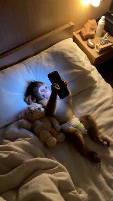 ZUKI smashed like you #aivirals #viralreel #babymonkey #smashed #aicreator