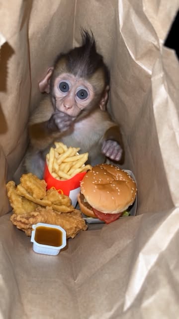 ZUKI on Mcdrive CEO of bad decision #aicreator #viralreel #babymonkey #mcdrive #aiviral