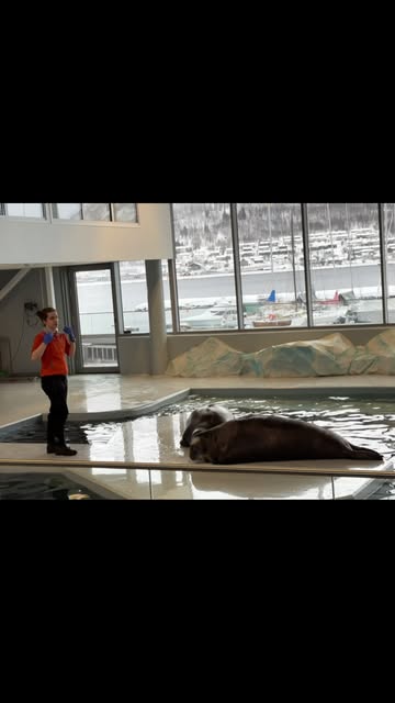 #Walrus studies