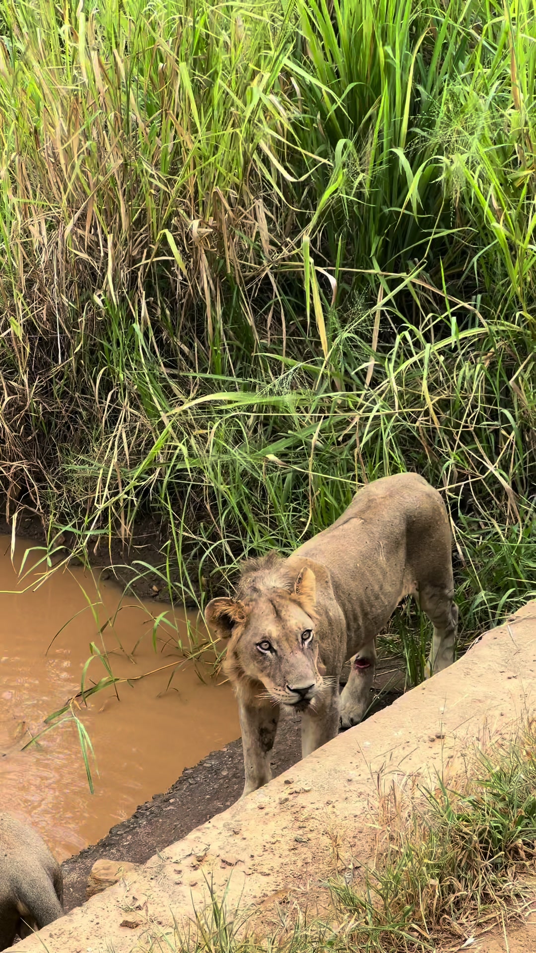 Amazing experience doing a Safari in Zanzibar ✨ #safari#tanzania#tanzaniasafari#zanzibar#summervibes#summertime#conte...