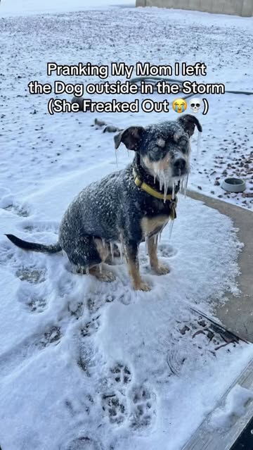 I almost got disowned over this 😭 #prank #dog #mom #storm #cold Pranking my mom I left the dog outside in the storm