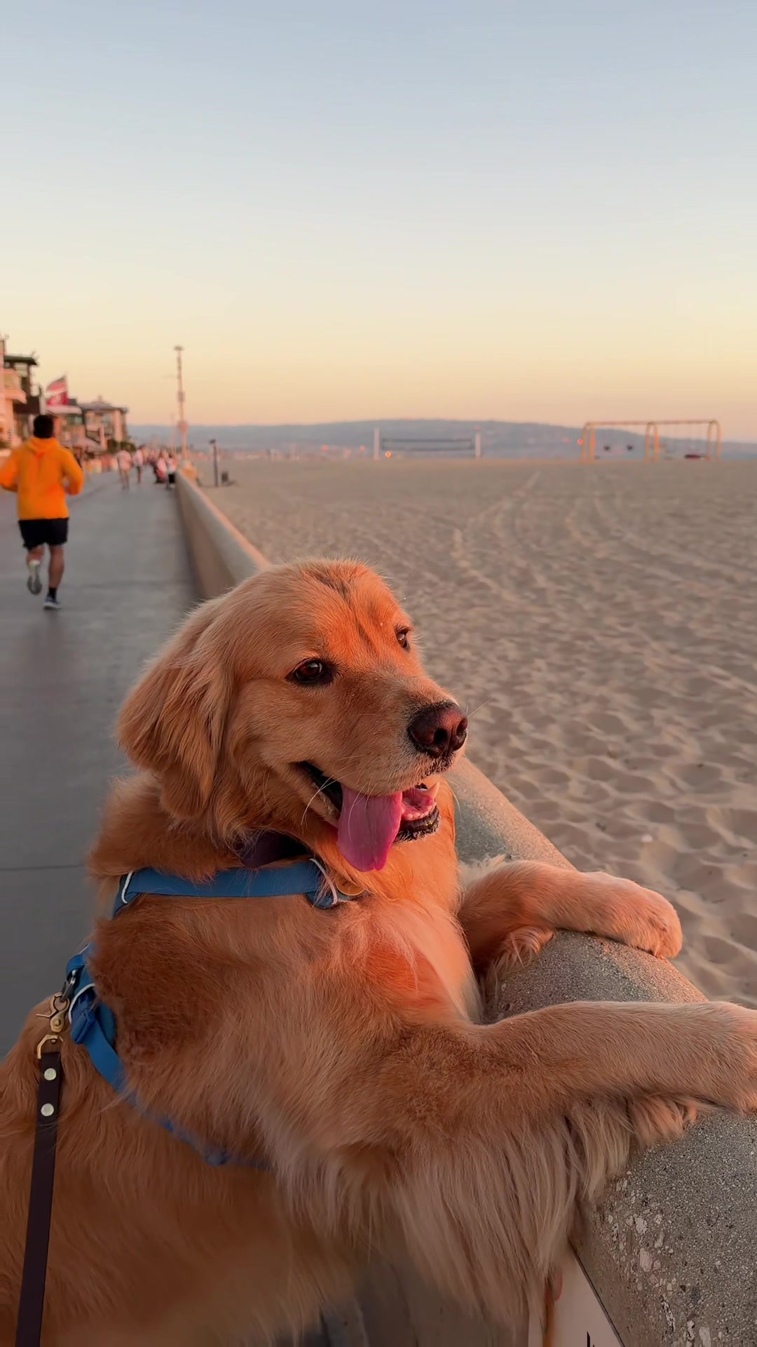 Happy weekend from Zebby 🤎 September in SoCal is the besttt #goldenretriever #dogsoftiktok #dogs #beachdog