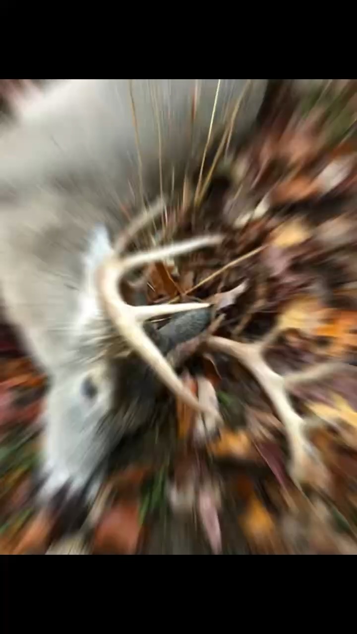 Best Bucks