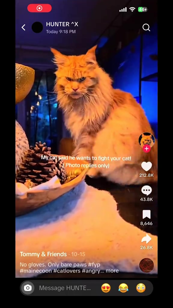 #fyppppppppppppppppppppppp #someone put that cat on a leash pls😭