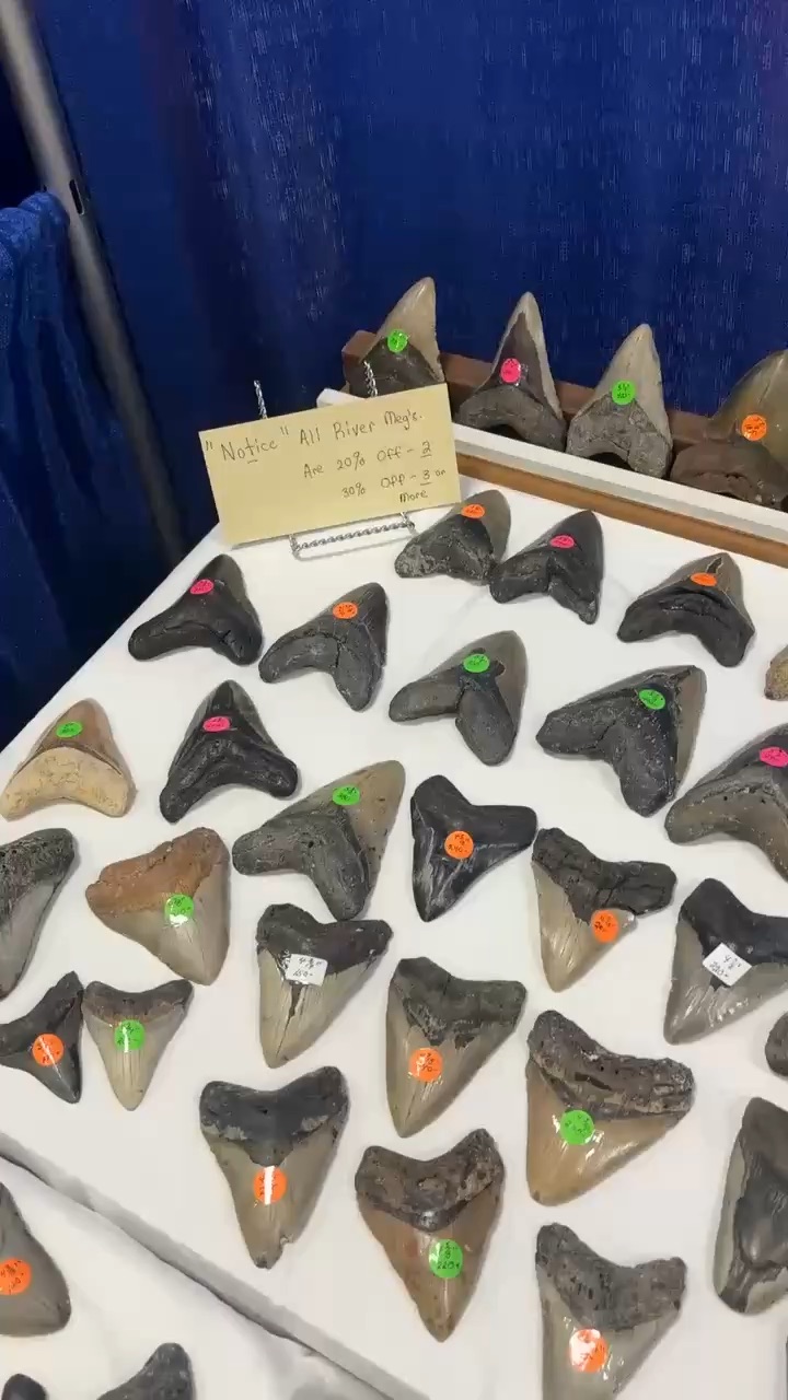 Shark Teeth Expo