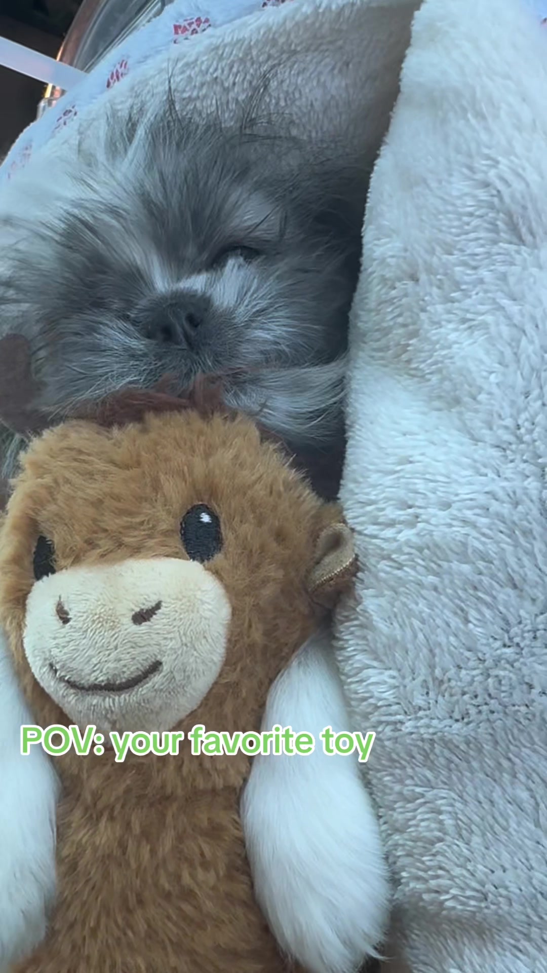 This is absolutely his favorite toy, & it squeaks so loud 🙃😂 #shihtzusoftiktok #shihtzu #shihtzupuppy #ugccreator #ugc