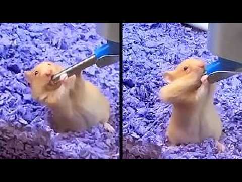Funniest Animal Videos Ever Hello everyone, this is YOUR Daily Dose of Internet. In this video, I show you the funnie...