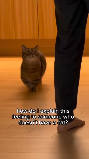 How do i ever explain ❤🤌 #forever #friends #flp #cats #catslover