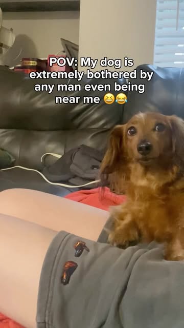 Anyone else’s wiener act like this? 😆😂 #dachshund #dog #pets #funny