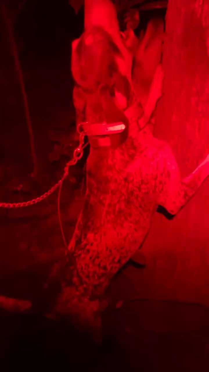 Raccoon hunting