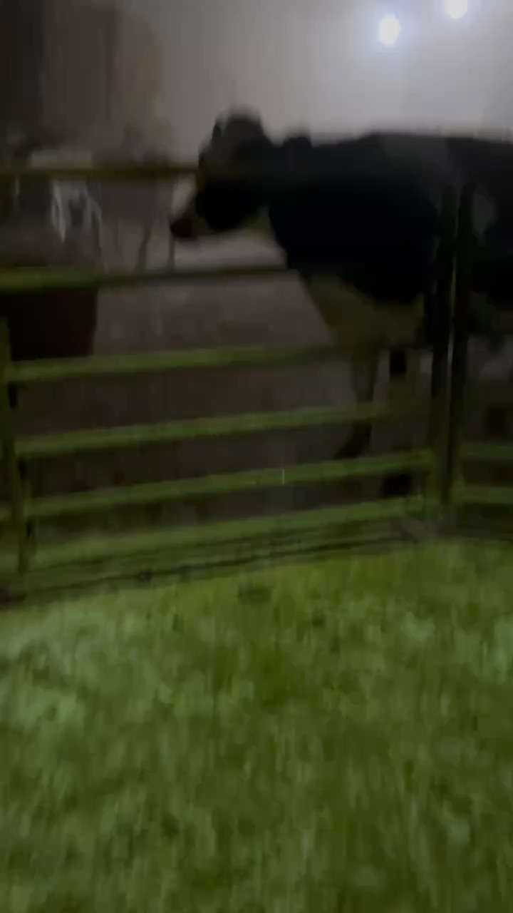 Cows