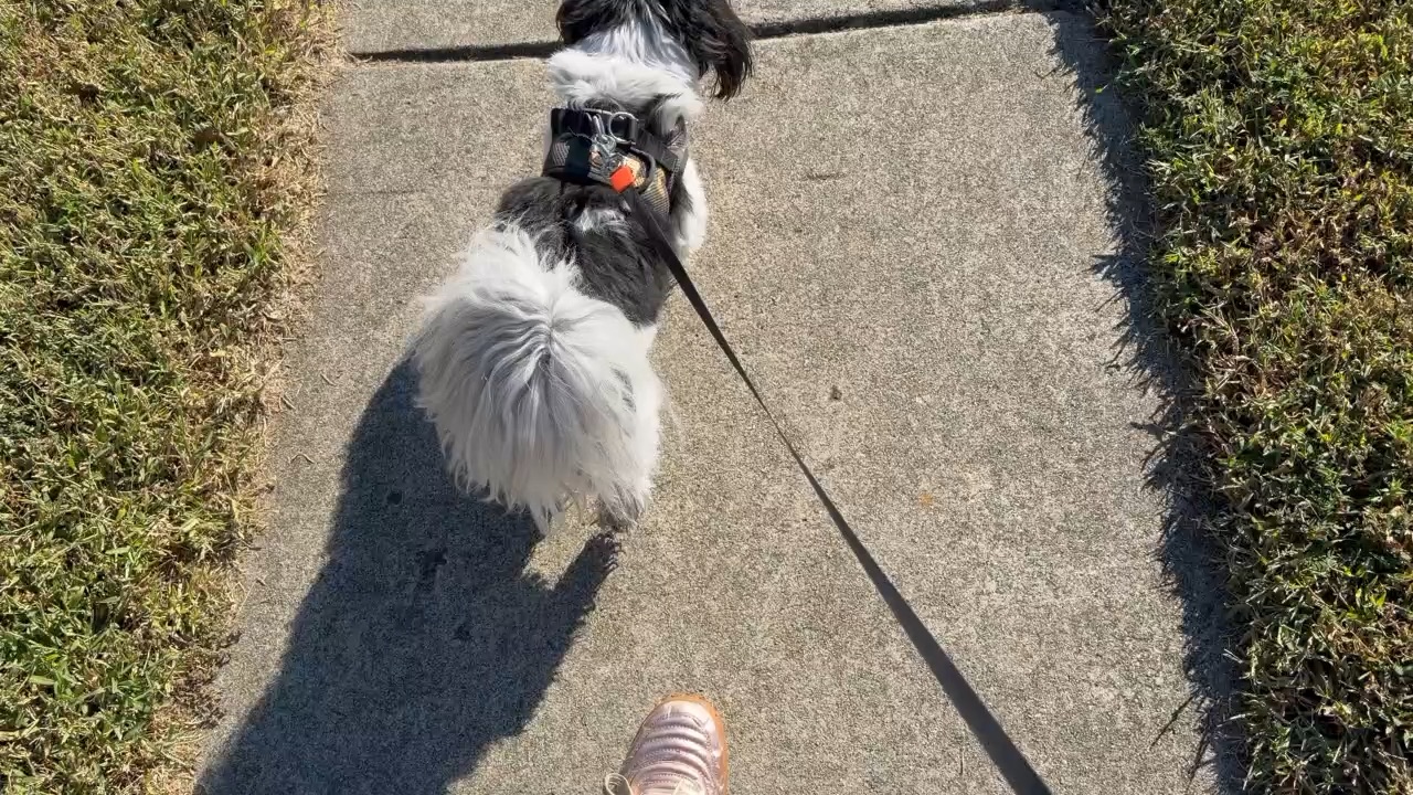 Walking my dog