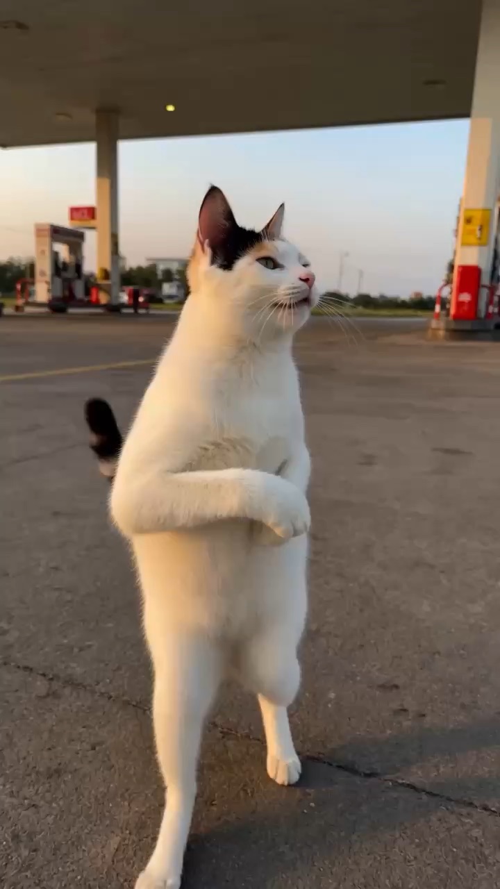 Viral cat video
