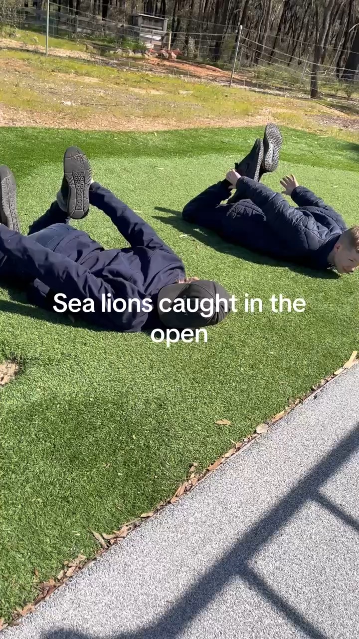 Sealion