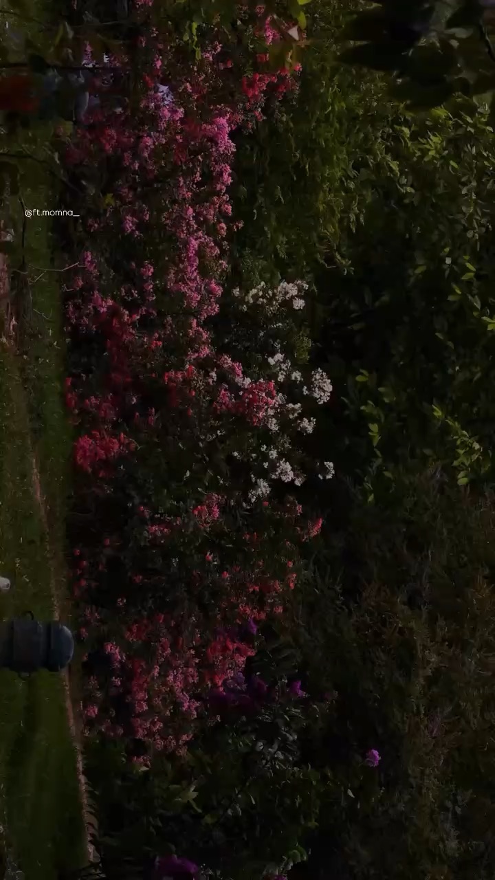 Aesthetic