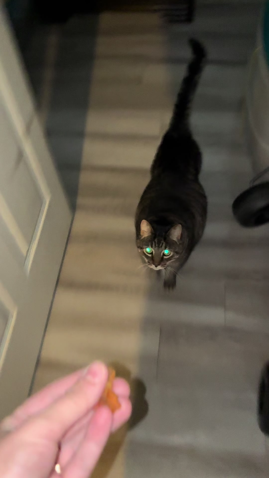 #CapCut #catsoftiktok #notsponsored