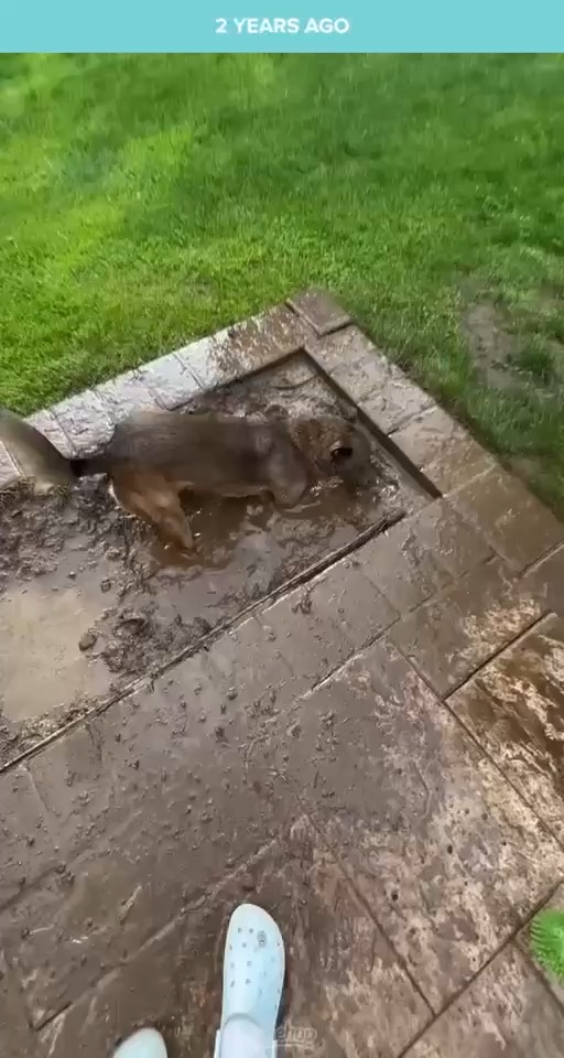 Dogs in the mud
