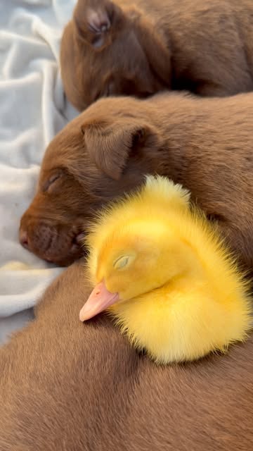 🐣🐶