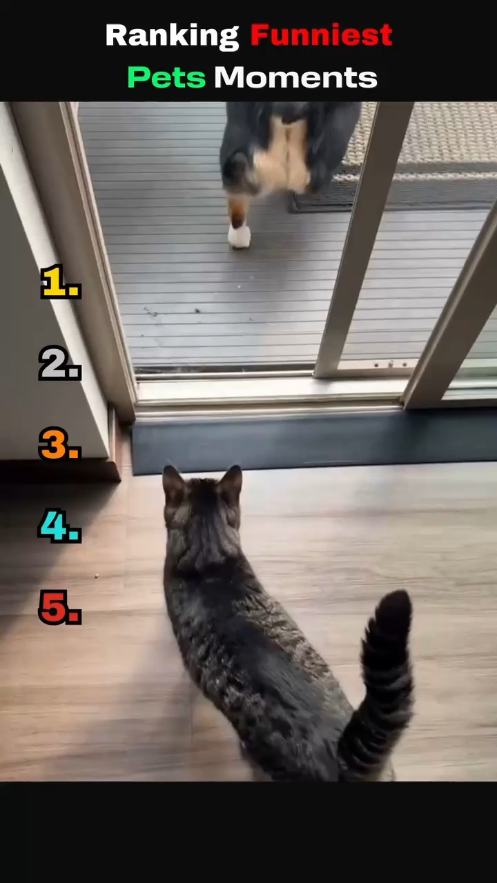 FUNNIEST PET moments
