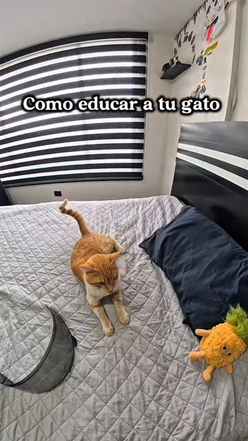 Necesito un domador de gatos 😞