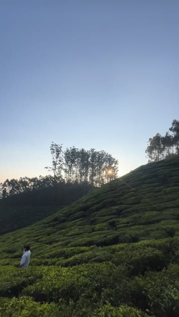Munnar morning 🌷😍 #naturelove #natureshooters #reelsvideo #mornig