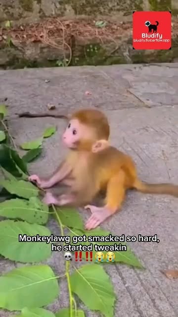 The reason for this is very important. He is actually the son of the notorious "Monkeylawg the G". He was known for h...