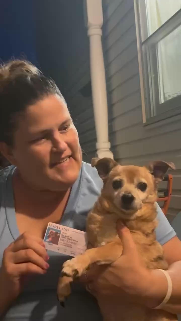 Dog License