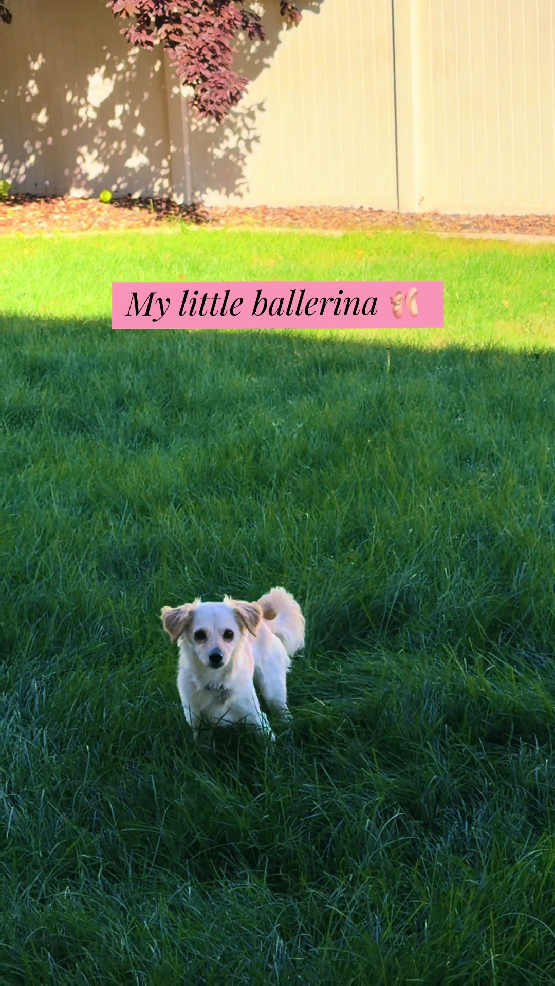 Wait for it…🧑‍🩰💖😂#dogsoftiktok #dogtok #zoomies #cutedogs #funnydog