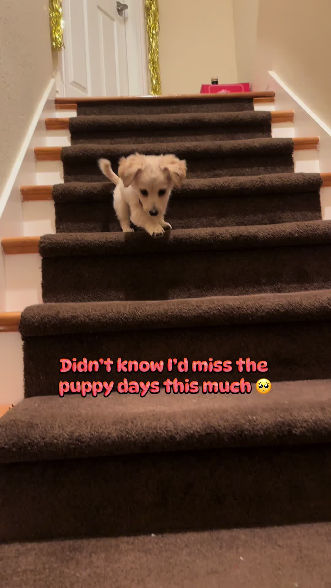 Tiny legs, big stairs, maximum determination 🥹 #puppy #puppytok #dogsoftiktok #dogtok #puppydays