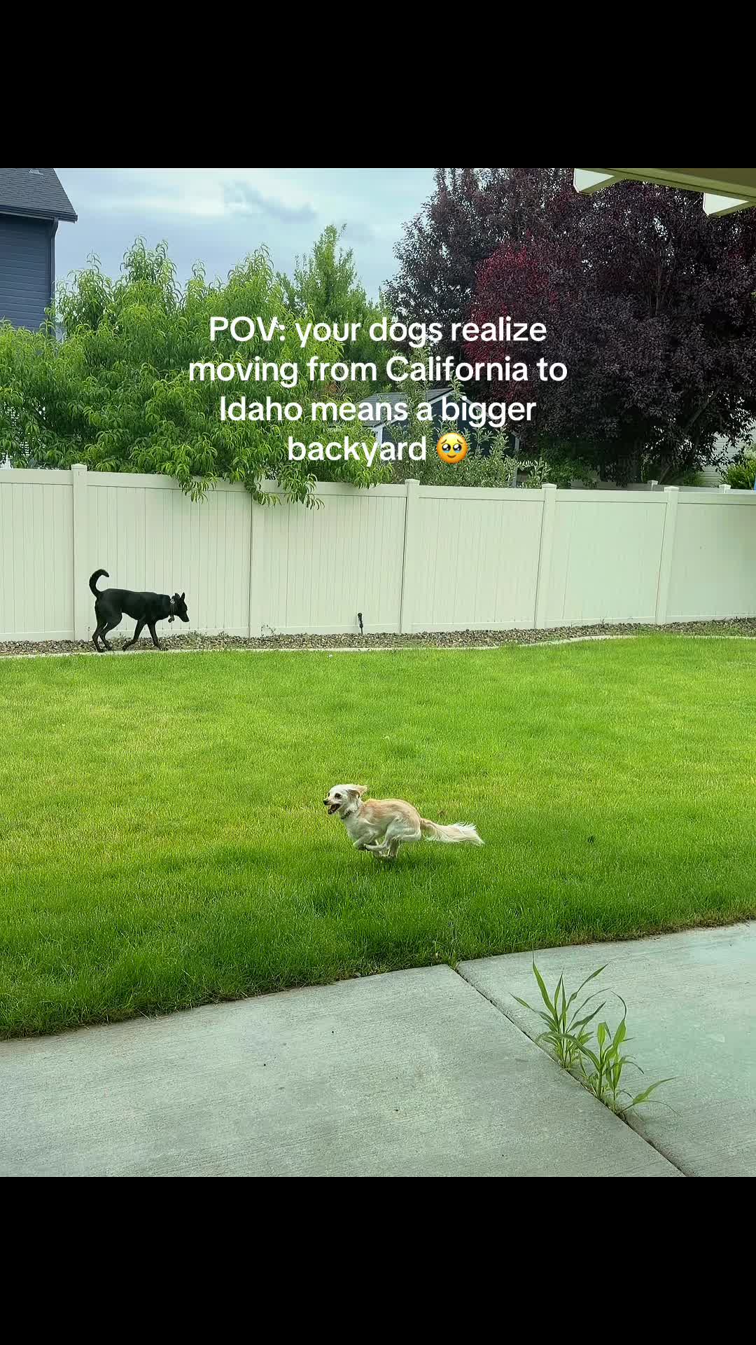 I think they approve of the move 🥹🏡✨ #dogsoftiktok #zoomies #dogs #idaho #californiatoidaho
