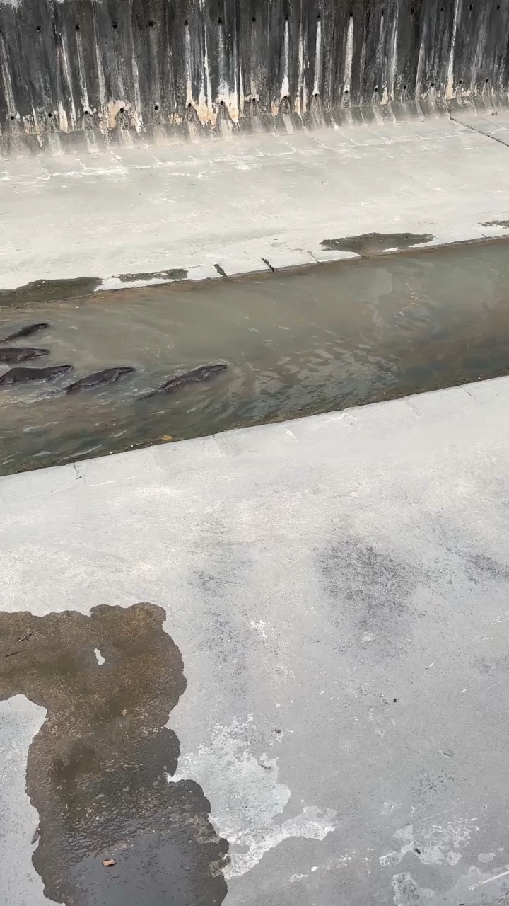 Otters