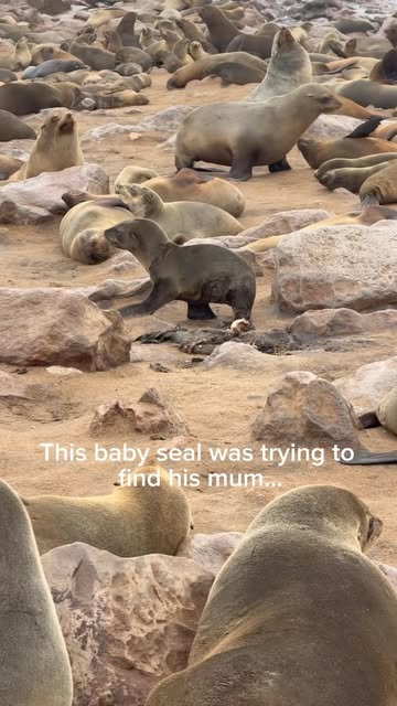 A little lost guy in a very big crowd. 🥺🦭 Among the thousands of seals at Cape Cross in Namibia, I spotted this lit...