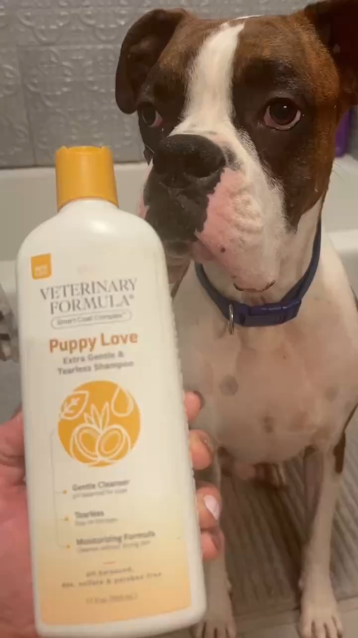 Dog Shampoo Demo /Pet Care Routine