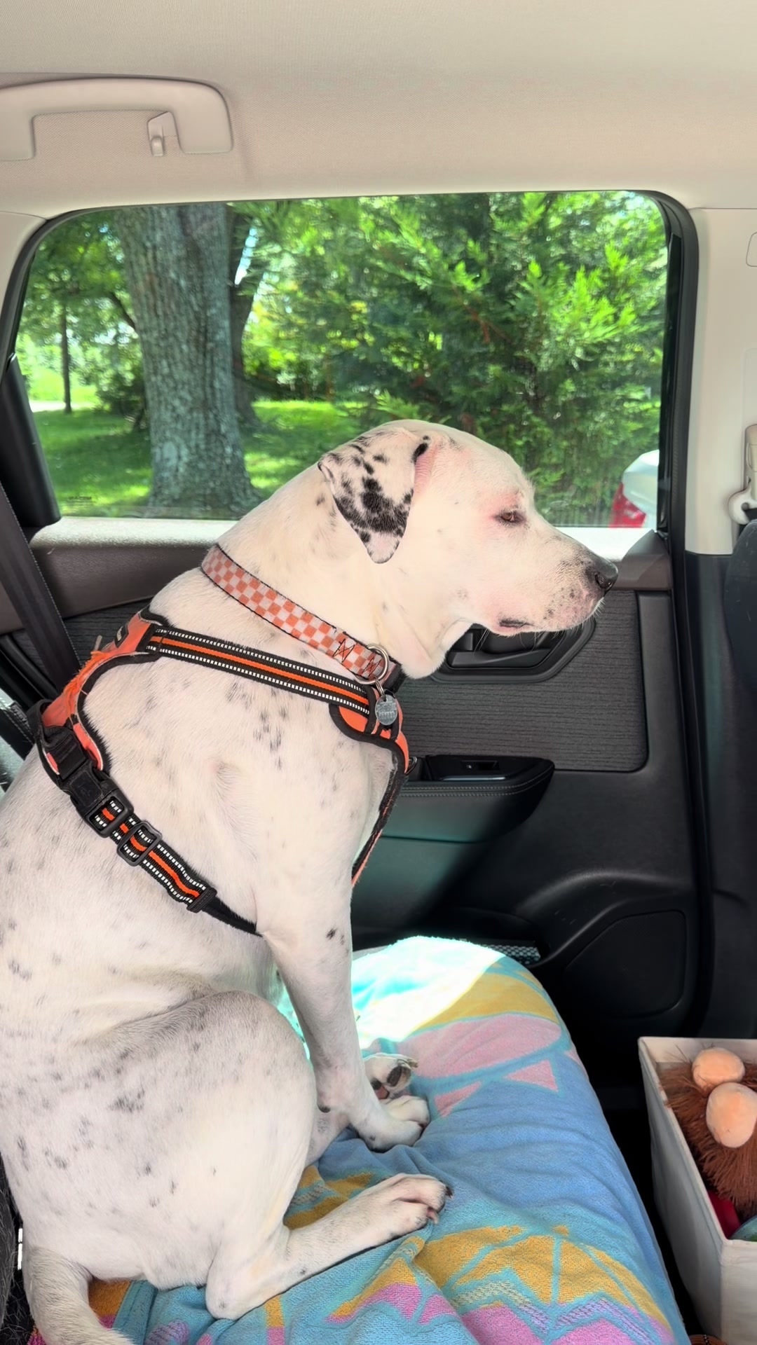 Meet Willow—my 8-year-old rescue, professional treat tester, and very enthusiastic dog-park inspector. 🐾 Come spend...