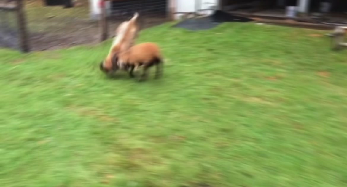A Look Into the Lives of Goats The Behavior and Nature of Goats Understanding Goats: An Animal Study Goats: Life, Beh...
