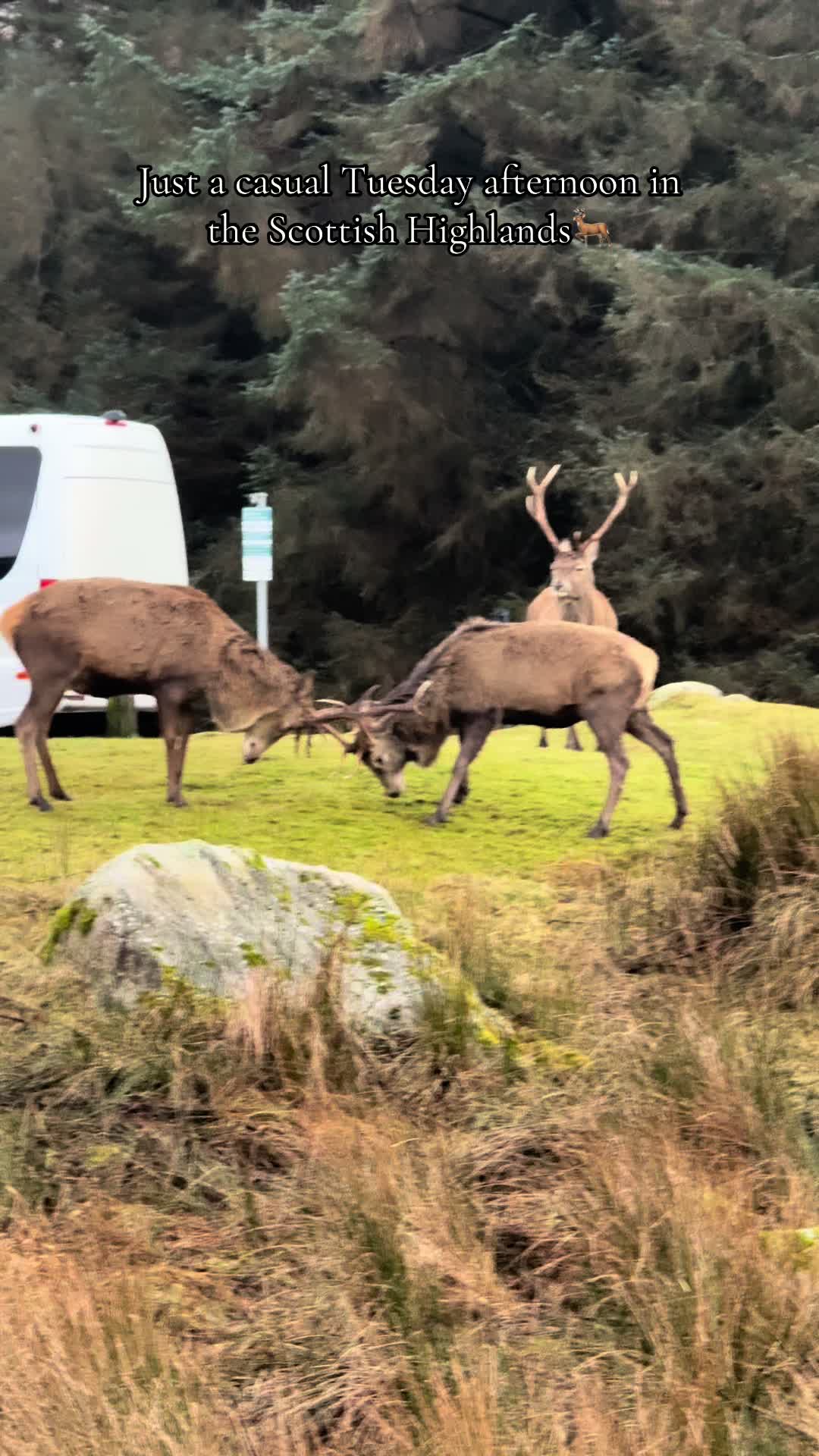 I wonder what they were fighting over… #fyp #travel #highlands #scottishhighland #glencoescotland