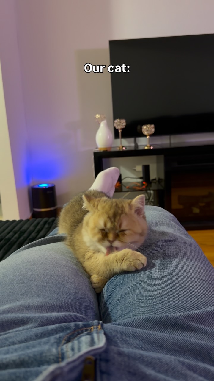 Fun fact: Cats can make over 100 different sounds, while dogs use only about 10. That’s why every meow can mean somet...
