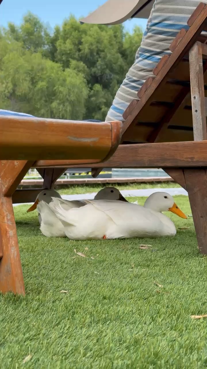 Ducks