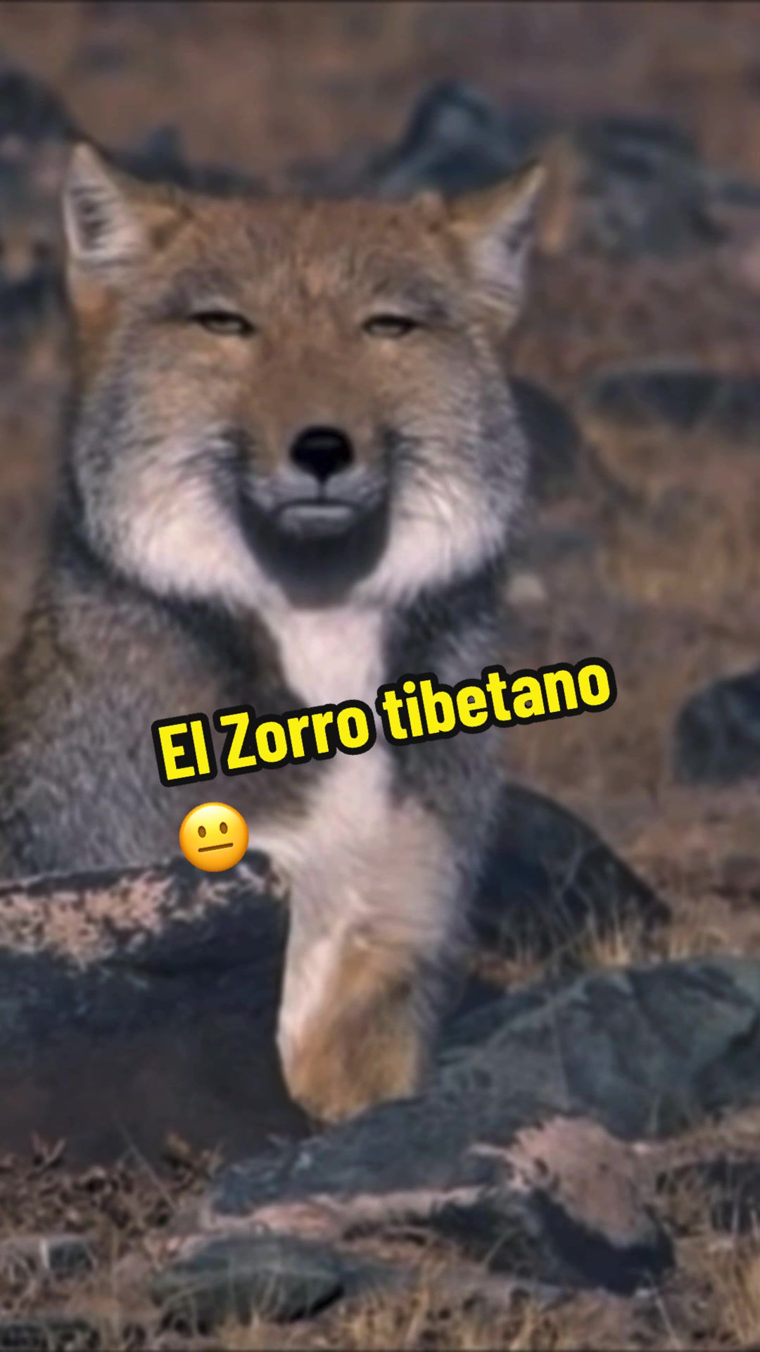 Conoces al Zorro tibetano? #creatorsearchinsights #contenidorandom #zorrotibetano #tibetanfox #datoscuriosos #rd