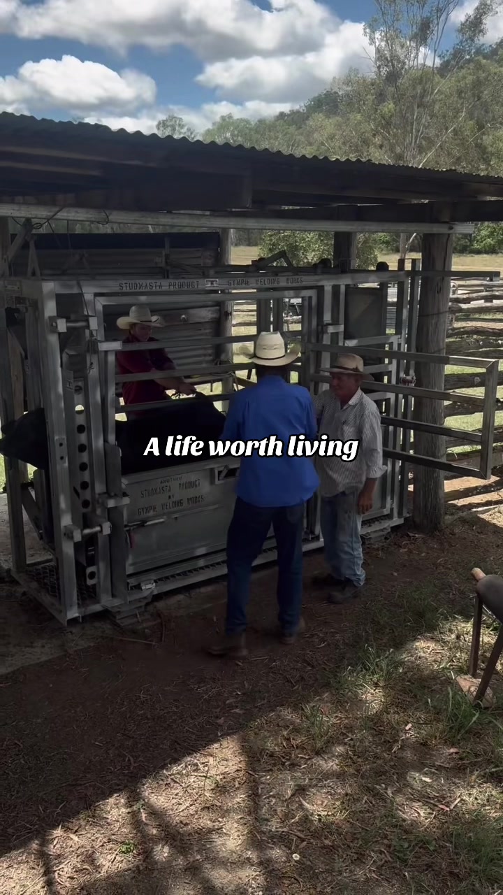 #branding #cattle #musteringcattle #country