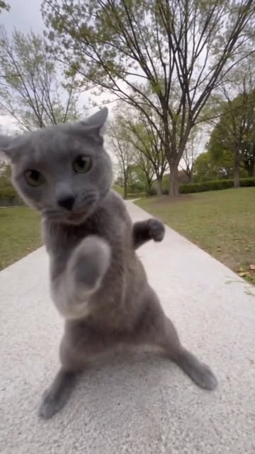MMA fighter. The first M stands for Meow. 😼🥊 #MMA #UFC #meow #cat #catmeme